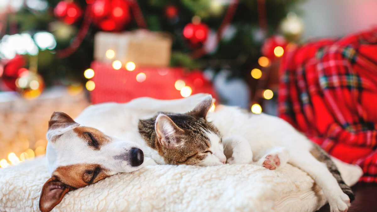 pet safety tips
