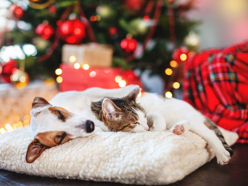 pet safety tips
