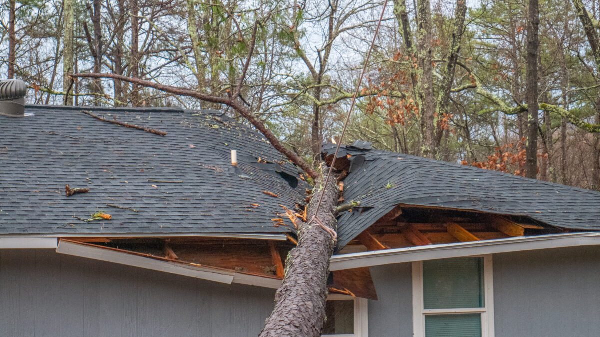 tree damage