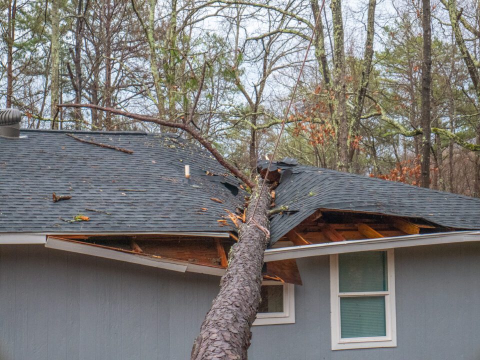tree damage