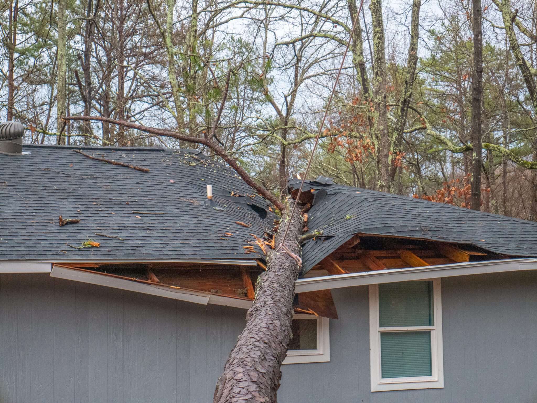tree damage